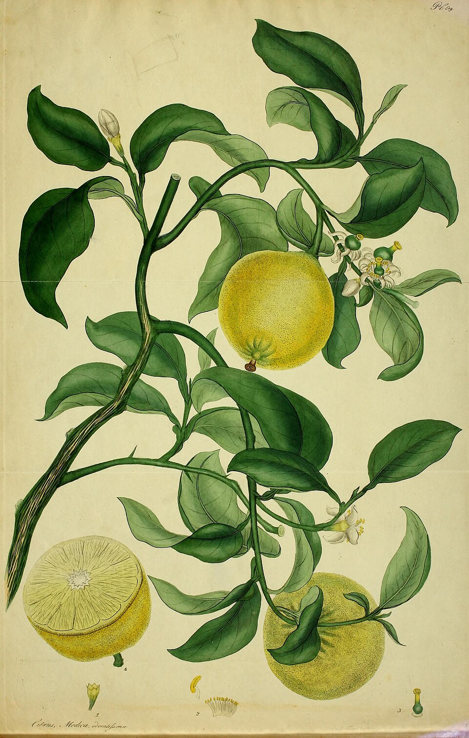 Bergamot Oil botanical illustration