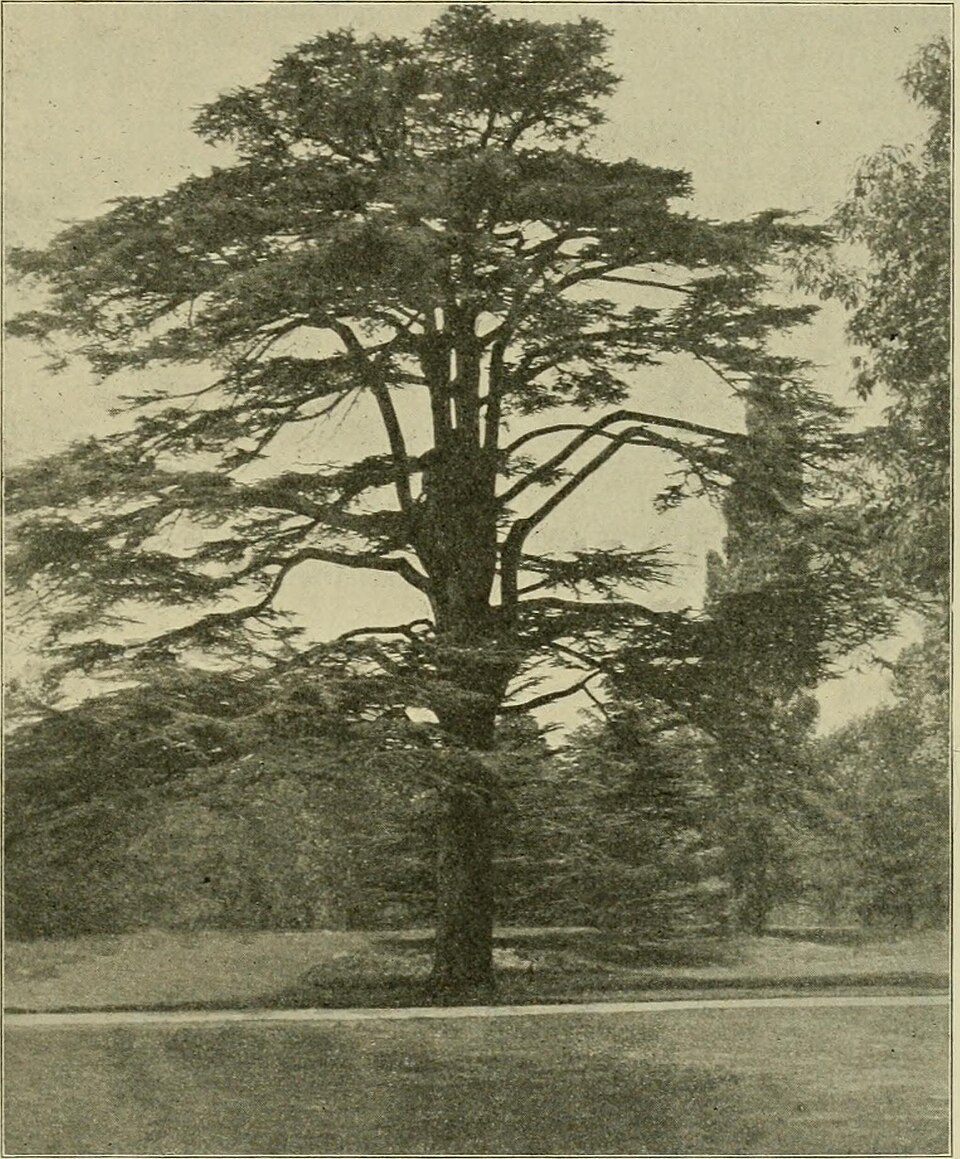 Cedarwood Oil botanical illustration