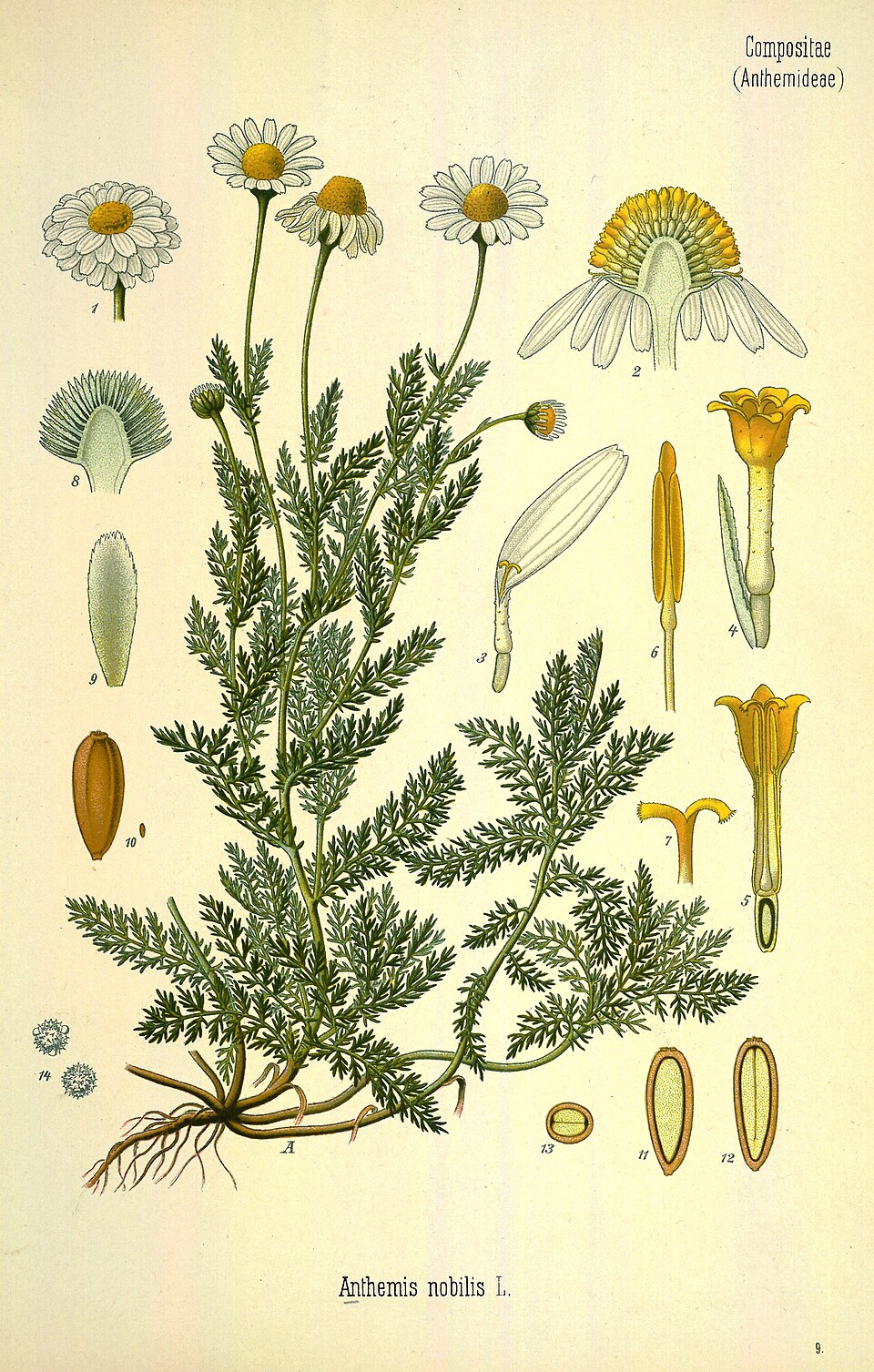 Chamomile (Roman) Oil botanical illustration