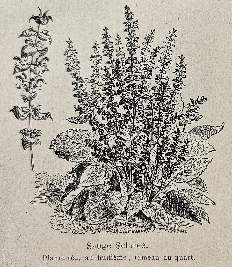 Clary Sage Oil botanical illustration