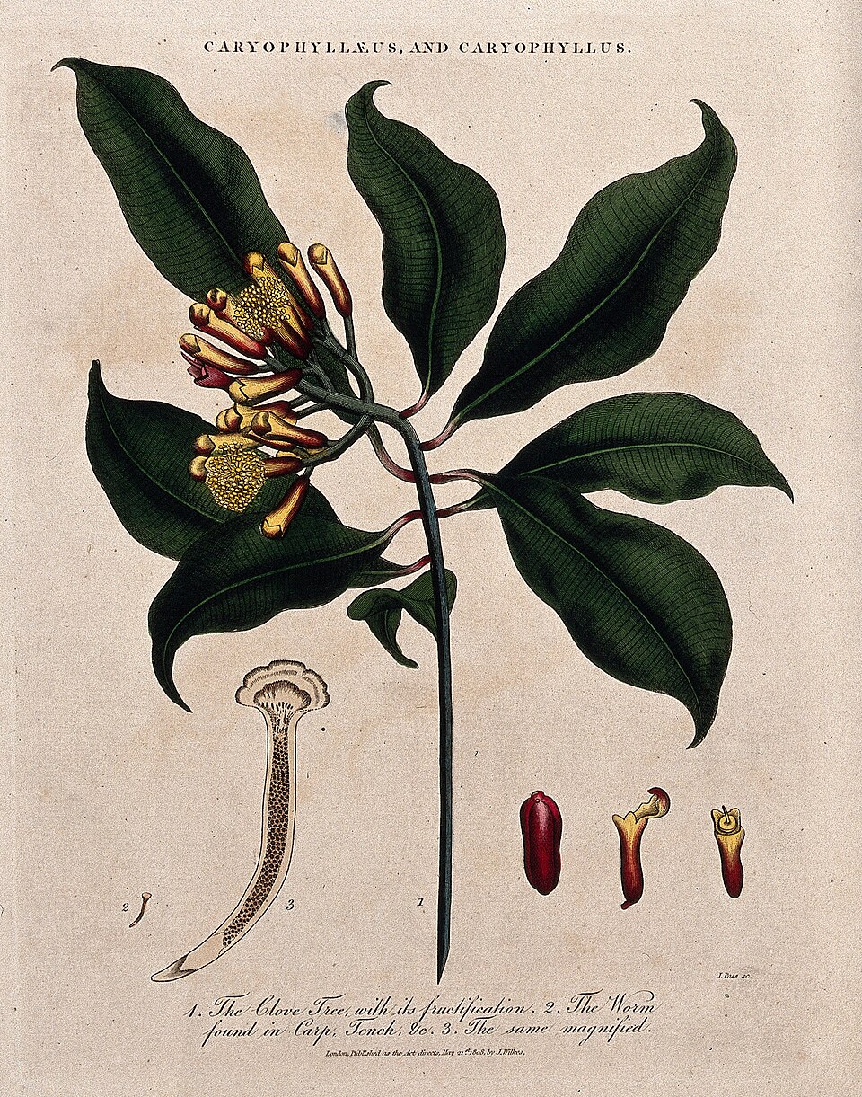Clove Oil botanical illustration