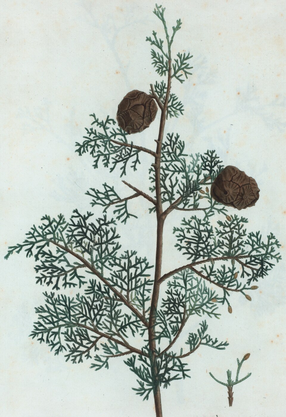 Cypress Oil botanical illustration