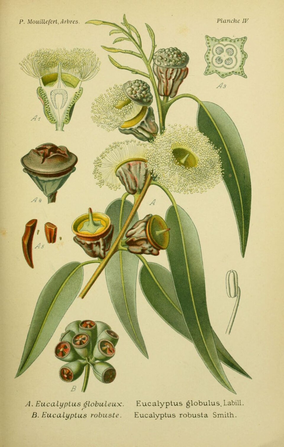 Eucalyptus Oil botanical illustration