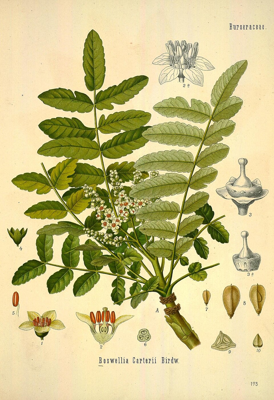 Frankincense Oil botanical illustration