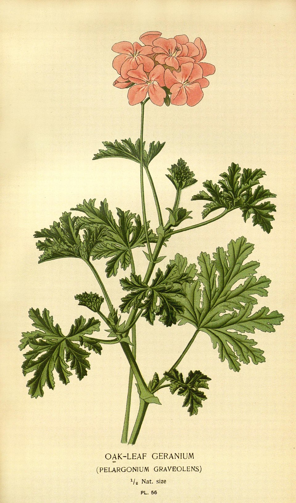 Geranium Oil botanical illustration
