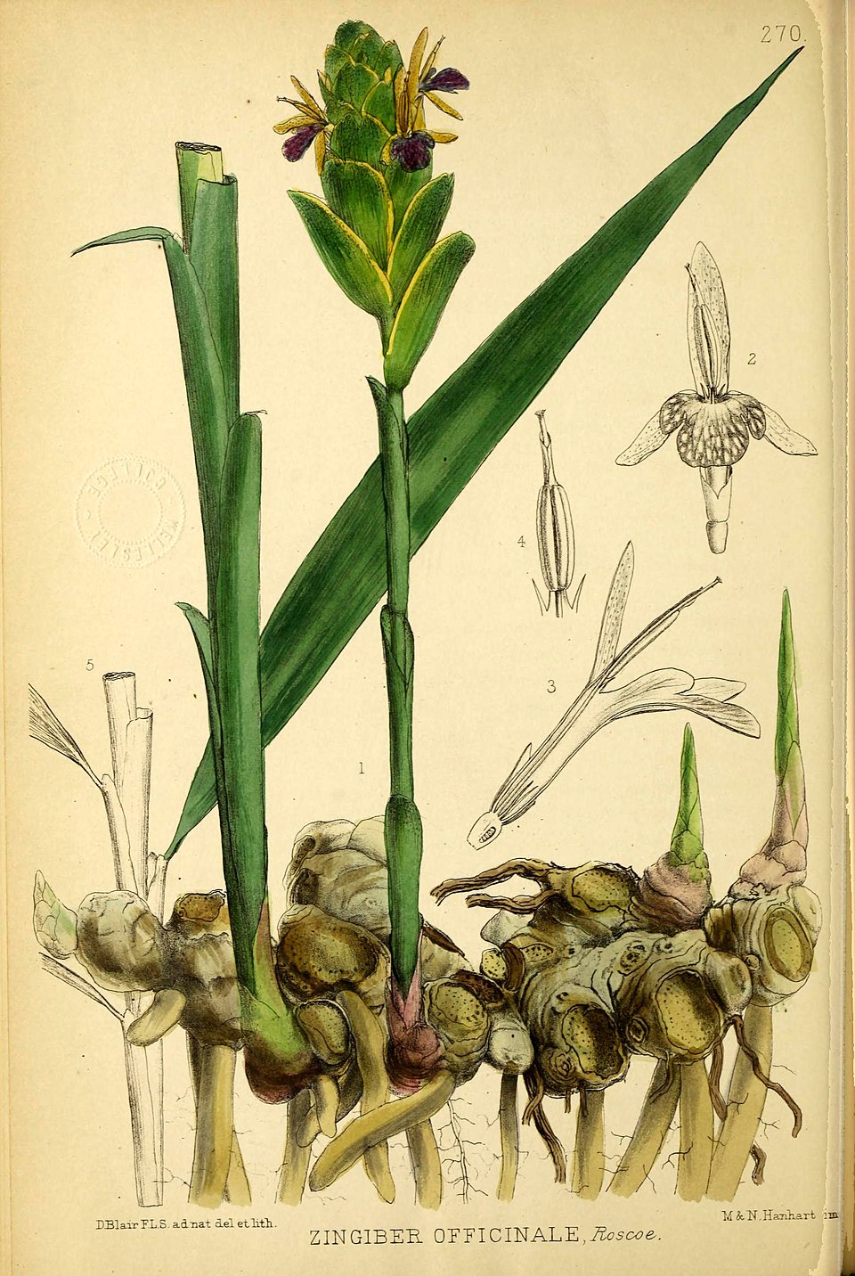 Ginger Essential Oil botanical illustration