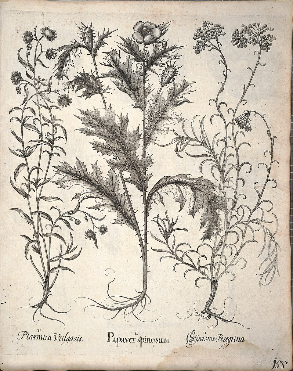 Helichrysum Oil botanical illustration