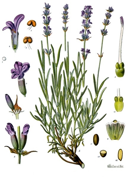 Lavender Oil botanical illustration