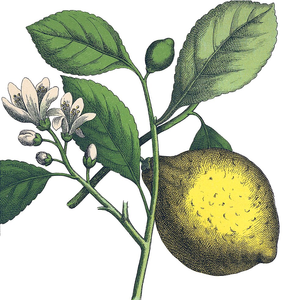 Lemon Oil botanical illustration