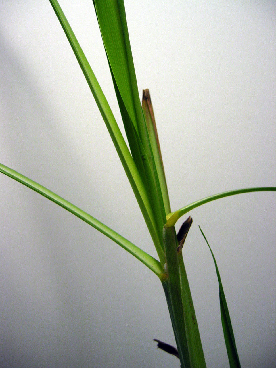 Lemongrass Oil botanical illustration