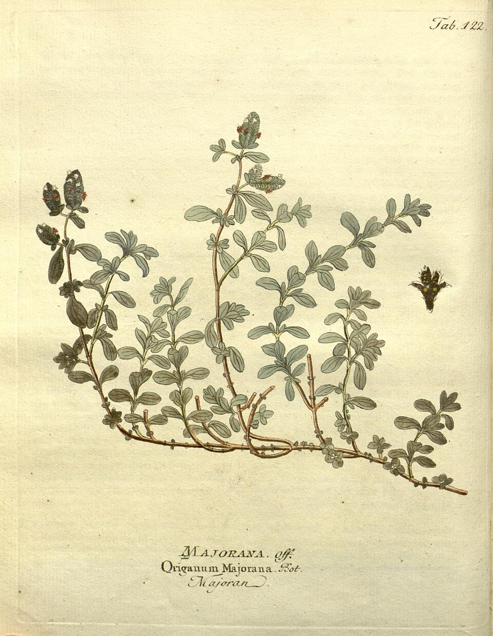 Marjoram (Sweet) Oil botanical illustration
