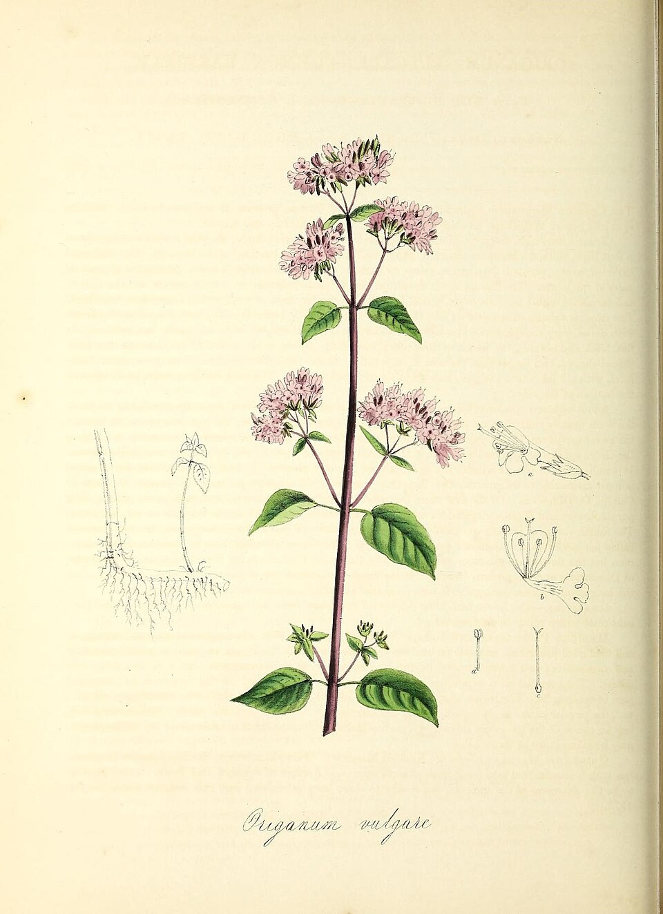 Oregano Oil botanical illustration
