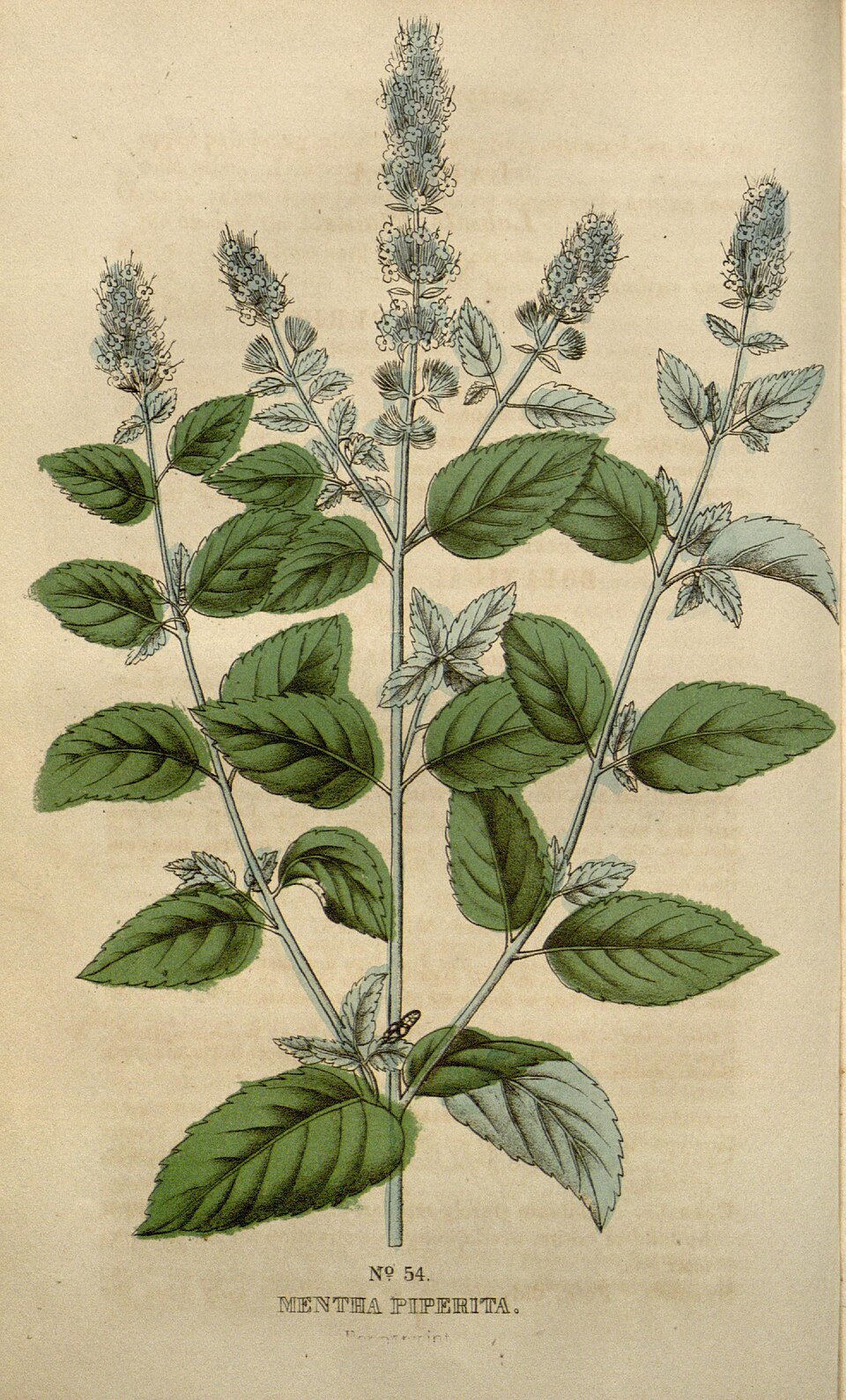 Peppermint Oil botanical illustration