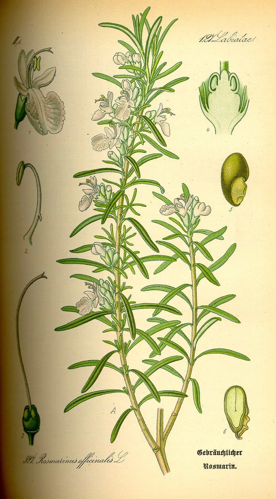 Rosemary Oil botanical illustration