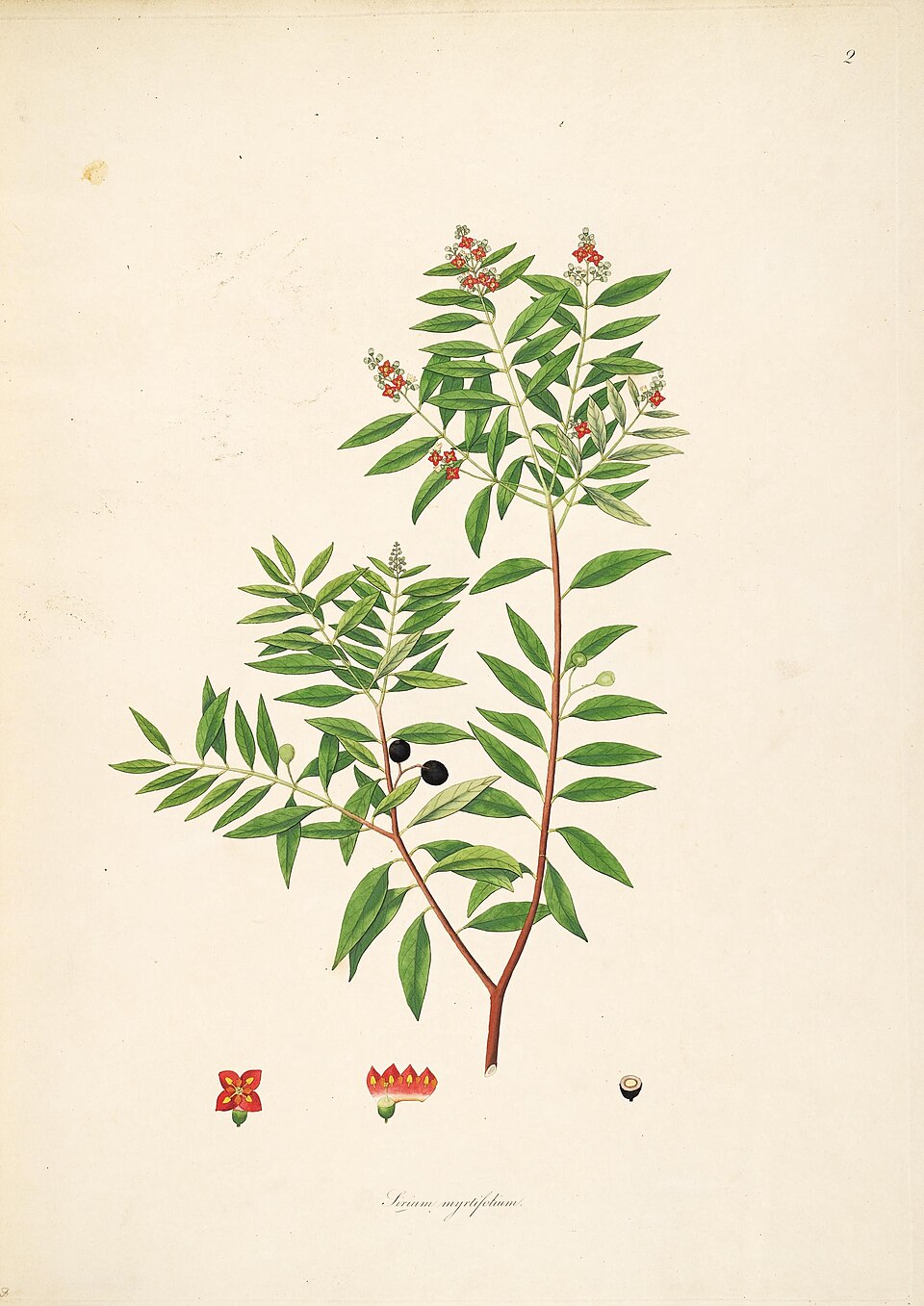 Sandalwood Oil botanical illustration