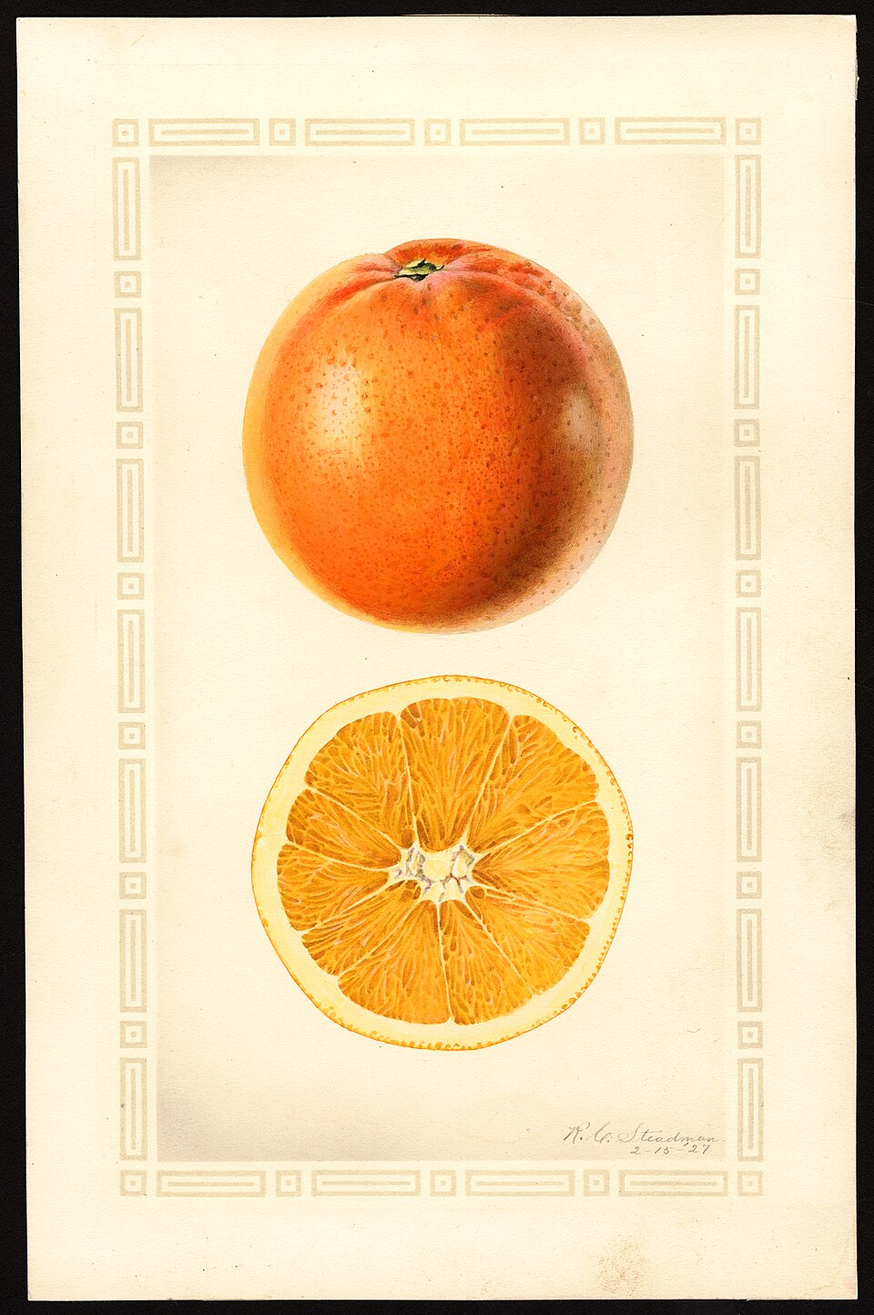 Sweet Orange Oil botanical illustration