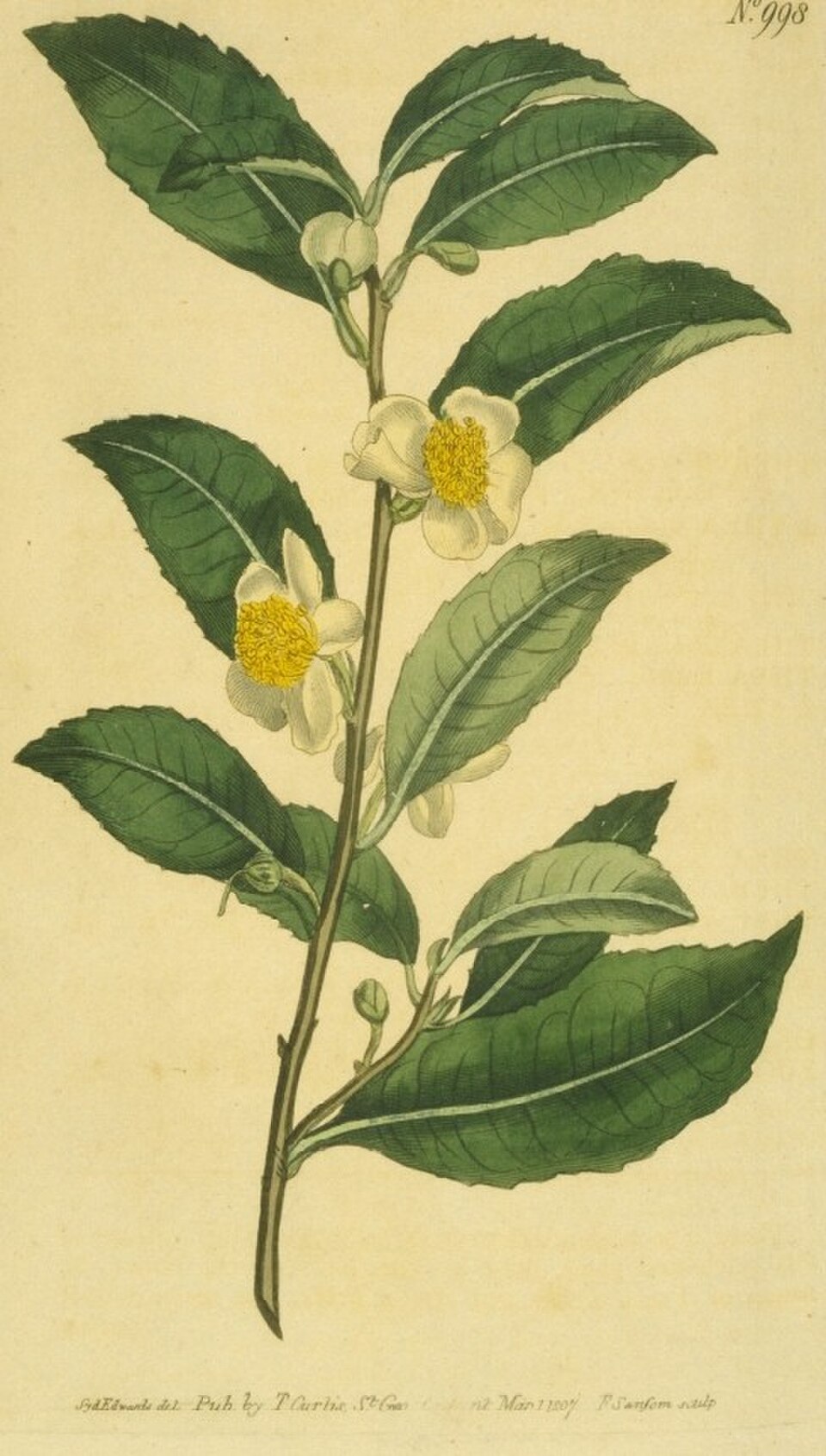 Tea Tree Oil botanical illustration