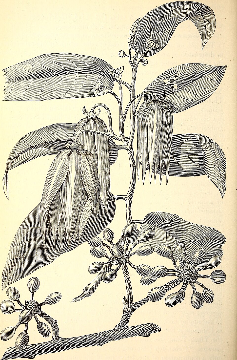 Ylang Ylang Oil botanical illustration
